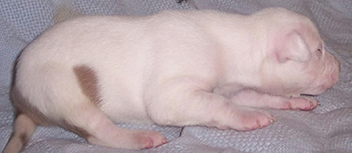 Immortalz Jilly Bean